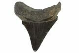 Juvenile Megalodon Tooth - Georgia #90731-1